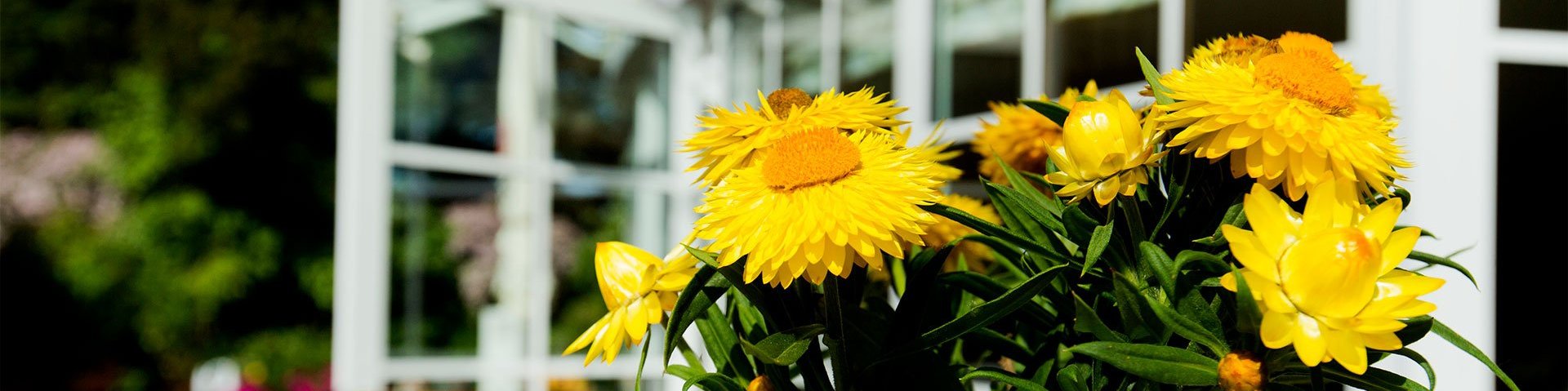 Sonnenblumen vor dem Hotel Seeperle Gebäude.